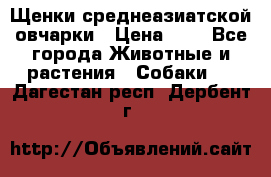 Щенки среднеазиатской овчарки › Цена ­ 1 - Все города Животные и растения » Собаки   . Дагестан респ.,Дербент г.